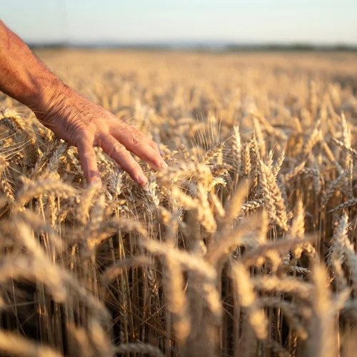 500х500_головна_1