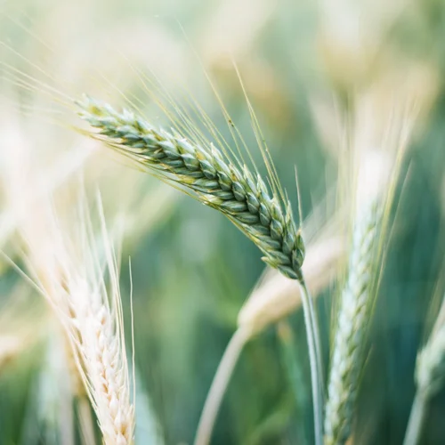 500х500_головна_4